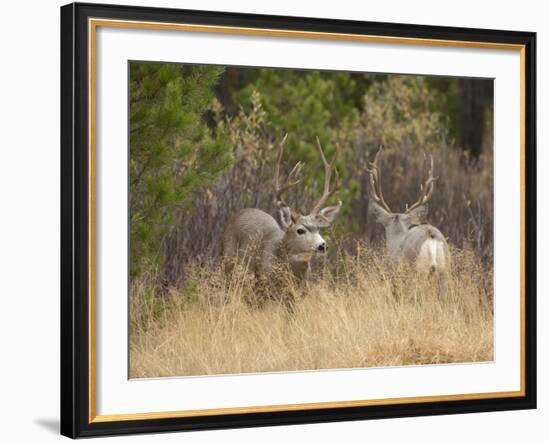 Rocky Mountain Mule Deer Bucks, Odocoileus Hemionus, Wyoming, Wild-Maresa Pryor-Framed Photographic Print