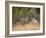 Rocky Mountain Mule Deer Bucks, Odocoileus Hemionus, Wyoming, Wild-Maresa Pryor-Framed Photographic Print