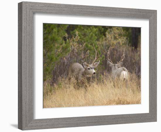 Rocky Mountain Mule Deer Bucks, Odocoileus Hemionus, Wyoming, Wild-Maresa Pryor-Framed Photographic Print