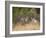 Rocky Mountain Mule Deer Bucks, Odocoileus Hemionus, Wyoming, Wild-Maresa Pryor-Framed Photographic Print