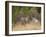 Rocky Mountain Mule Deer Bucks, Odocoileus Hemionus, Wyoming, Wild-Maresa Pryor-Framed Photographic Print