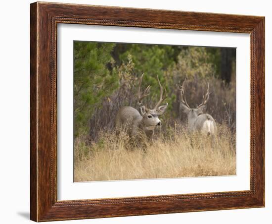 Rocky Mountain Mule Deer Bucks, Odocoileus Hemionus, Wyoming, Wild-Maresa Pryor-Framed Photographic Print