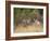 Rocky Mountain Mule Deer Bucks, Odocoileus Hemionus, Wyoming, Wild-Maresa Pryor-Framed Photographic Print