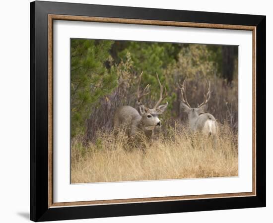 Rocky Mountain Mule Deer Bucks, Odocoileus Hemionus, Wyoming, Wild-Maresa Pryor-Framed Photographic Print