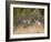 Rocky Mountain Mule Deer Bucks, Odocoileus Hemionus, Wyoming, Wild-Maresa Pryor-Framed Photographic Print