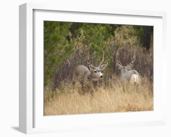 Rocky Mountain Mule Deer Bucks, Odocoileus Hemionus, Wyoming, Wild-Maresa Pryor-Framed Photographic Print