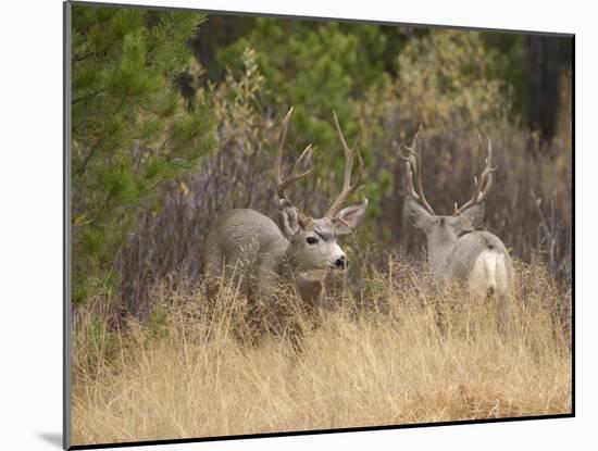 Rocky Mountain Mule Deer Bucks, Odocoileus Hemionus, Wyoming, Wild-Maresa Pryor-Mounted Photographic Print