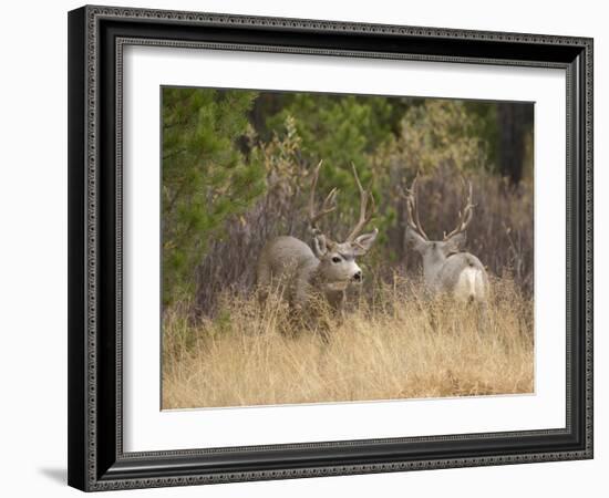 Rocky Mountain Mule Deer Bucks, Odocoileus Hemionus, Wyoming, Wild-Maresa Pryor-Framed Photographic Print