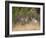 Rocky Mountain Mule Deer Bucks, Odocoileus Hemionus, Wyoming, Wild-Maresa Pryor-Framed Photographic Print