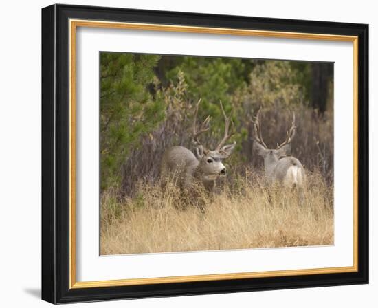 Rocky Mountain Mule Deer Bucks, Odocoileus Hemionus, Wyoming, Wild-Maresa Pryor-Framed Photographic Print