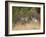 Rocky Mountain Mule Deer Bucks, Odocoileus Hemionus, Wyoming, Wild-Maresa Pryor-Framed Photographic Print