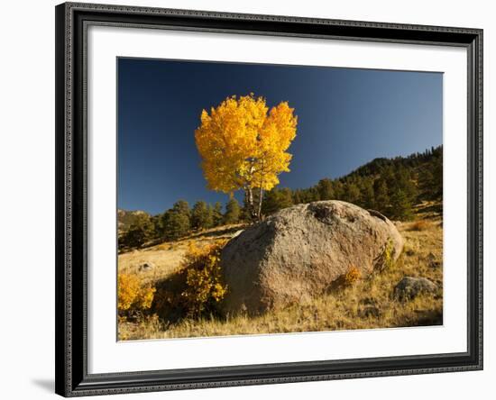 Rocky Mountain National Park Aspen, Colorado, USA-Patrick J^ Wall-Framed Photographic Print