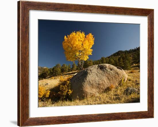 Rocky Mountain National Park Aspen, Colorado, USA-Patrick J^ Wall-Framed Photographic Print