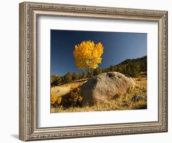 Rocky Mountain National Park Aspen, Colorado, USA-Patrick J^ Wall-Framed Photographic Print