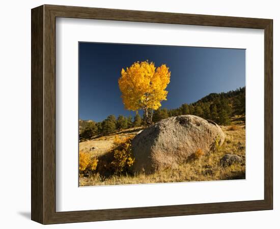 Rocky Mountain National Park Aspen, Colorado, USA-Patrick J^ Wall-Framed Photographic Print