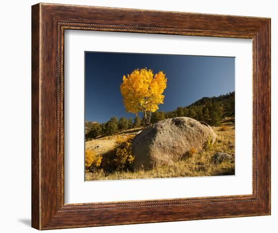 Rocky Mountain National Park Aspen, Colorado, USA-Patrick J^ Wall-Framed Photographic Print