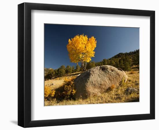 Rocky Mountain National Park Aspen, Colorado, USA-Patrick J^ Wall-Framed Photographic Print