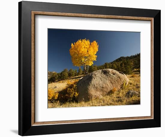 Rocky Mountain National Park Aspen, Colorado, USA-Patrick J^ Wall-Framed Photographic Print