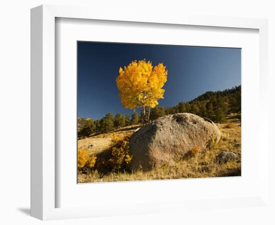 Rocky Mountain National Park Aspen, Colorado, USA-Patrick J^ Wall-Framed Photographic Print