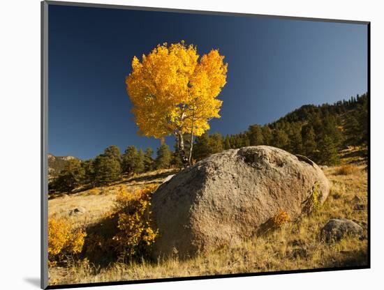 Rocky Mountain National Park Aspen, Colorado, USA-Patrick J^ Wall-Mounted Photographic Print