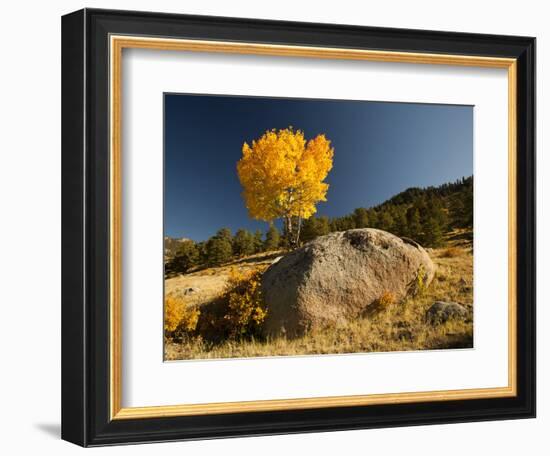 Rocky Mountain National Park Aspen, Colorado, USA-Patrick J^ Wall-Framed Photographic Print