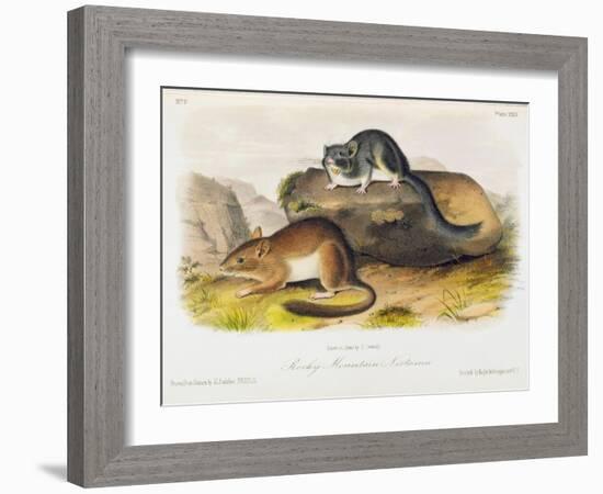 Rocky Mountain Neotoma, Plate 29 from 'Quadrupeds of North America', Engraved by R. Trembly-John Woodhouse Audubon-Framed Giclee Print