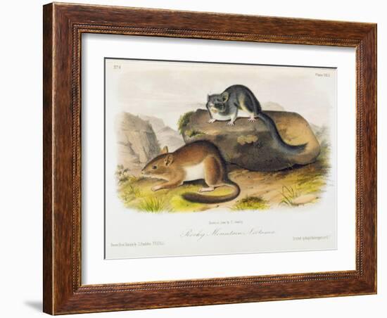 Rocky Mountain Neotoma, Plate 29 from 'Quadrupeds of North America', Engraved by R. Trembly-John Woodhouse Audubon-Framed Giclee Print