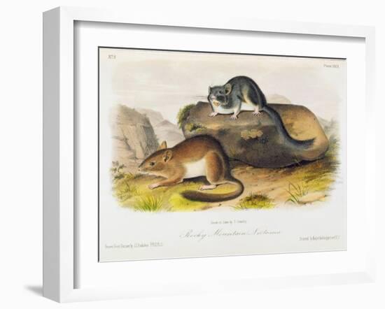 Rocky Mountain Neotoma, Plate 29 from 'Quadrupeds of North America', Engraved by R. Trembly-John Woodhouse Audubon-Framed Giclee Print