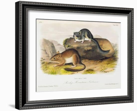Rocky Mountain Neotoma, Plate 29 from 'Quadrupeds of North America', Engraved by R. Trembly-John Woodhouse Audubon-Framed Giclee Print