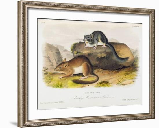 Rocky Mountain Neotoma, Plate 29 from 'Quadrupeds of North America', Engraved by R. Trembly-John Woodhouse Audubon-Framed Giclee Print