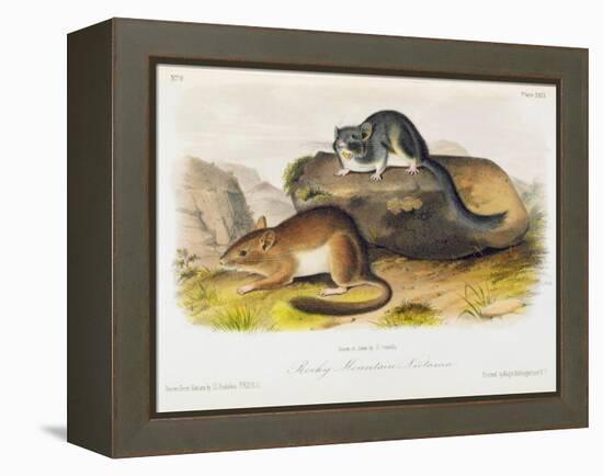 Rocky Mountain Neotoma, Plate 29 from 'Quadrupeds of North America', Engraved by R. Trembly-John Woodhouse Audubon-Framed Premier Image Canvas