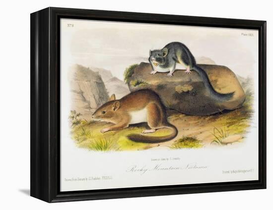 Rocky Mountain Neotoma, Plate 29 from 'Quadrupeds of North America', Engraved by R. Trembly-John Woodhouse Audubon-Framed Premier Image Canvas