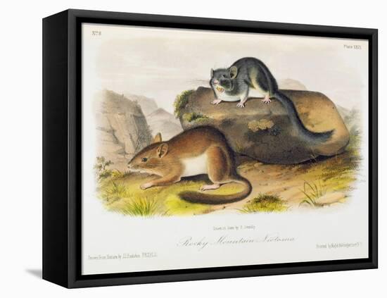 Rocky Mountain Neotoma, Plate 29 from 'Quadrupeds of North America', Engraved by R. Trembly-John Woodhouse Audubon-Framed Premier Image Canvas