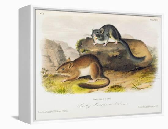 Rocky Mountain Neotoma, Plate 29 from 'Quadrupeds of North America', Engraved by R. Trembly-John Woodhouse Audubon-Framed Premier Image Canvas