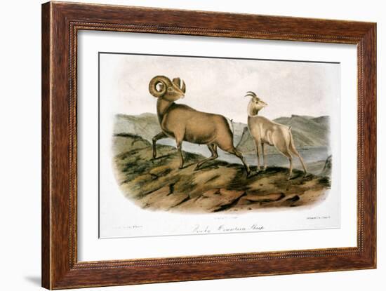 Rocky Mountain Sheep, 1846-John James Audubon-Framed Giclee Print