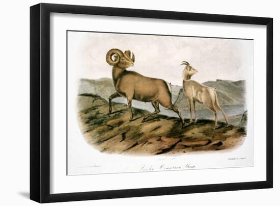 Rocky Mountain Sheep, 1846-John James Audubon-Framed Giclee Print