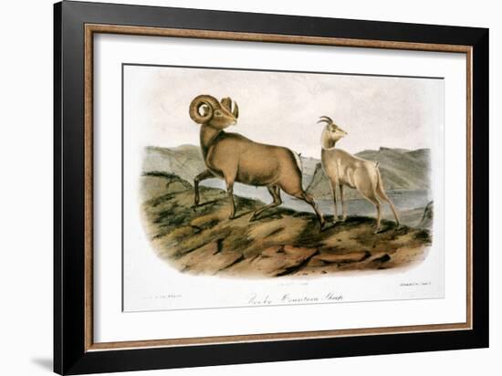 Rocky Mountain Sheep, 1846-John James Audubon-Framed Giclee Print