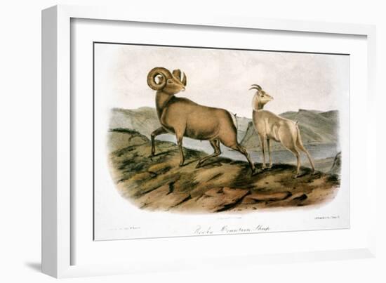 Rocky Mountain Sheep, 1846-John James Audubon-Framed Giclee Print