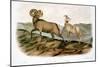 Rocky Mountain Sheep, 1846-John James Audubon-Mounted Giclee Print