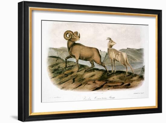 Rocky Mountain Sheep, 1846-John James Audubon-Framed Giclee Print