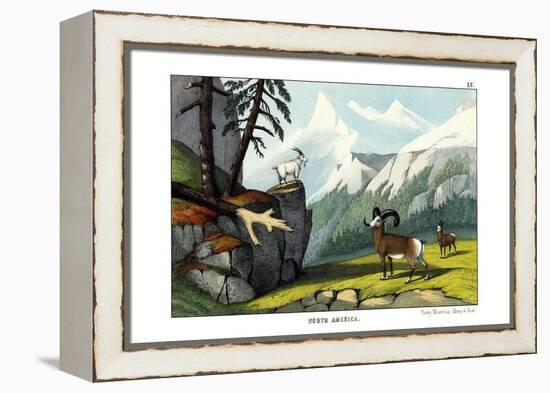 Rocky Mountain Sheep, 1860-null-Framed Premier Image Canvas