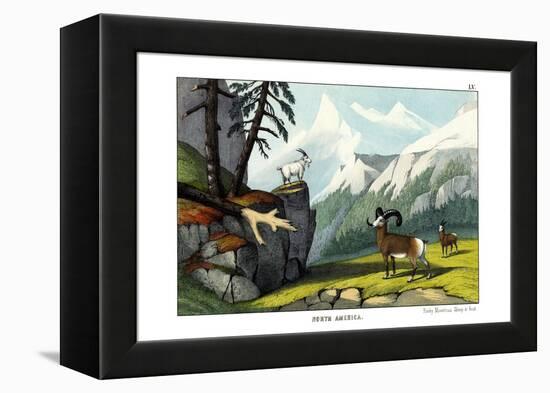 Rocky Mountain Sheep, 1860-null-Framed Premier Image Canvas