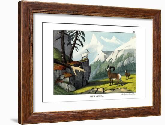 Rocky Mountain Sheep, 1860-null-Framed Giclee Print