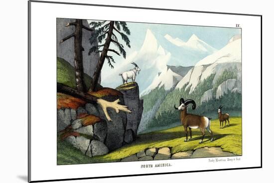 Rocky Mountain Sheep, 1860-null-Mounted Giclee Print