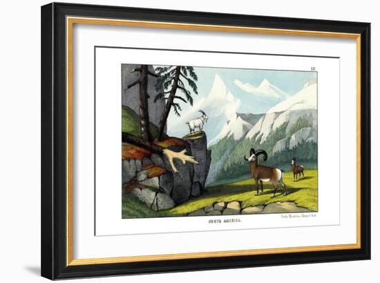 Rocky Mountain Sheep, 1860-null-Framed Giclee Print