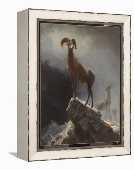 Rocky Mountain Sheep or Big Horn, Ovis, Montana, C.1884 (Oil on Canvas Tacked over Panel)-Albert Bierstadt-Framed Premier Image Canvas