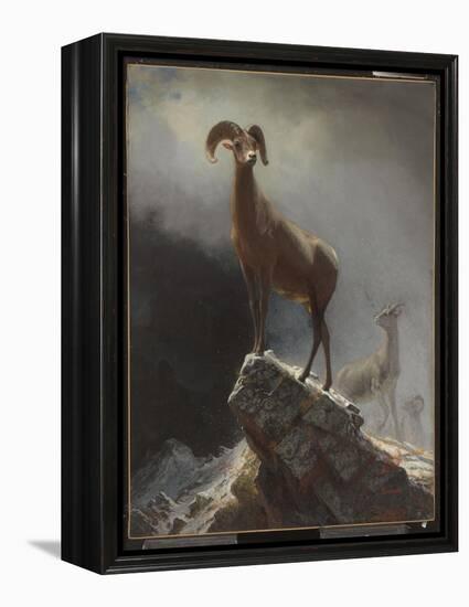 Rocky Mountain Sheep or Big Horn, Ovis, Montana, C.1884 (Oil on Canvas Tacked over Panel)-Albert Bierstadt-Framed Premier Image Canvas