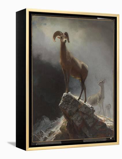 Rocky Mountain Sheep or Big Horn, Ovis, Montana, C.1884 (Oil on Canvas Tacked over Panel)-Albert Bierstadt-Framed Premier Image Canvas