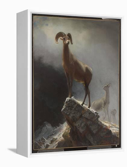 Rocky Mountain Sheep or Big Horn, Ovis, Montana, C.1884 (Oil on Canvas Tacked over Panel)-Albert Bierstadt-Framed Premier Image Canvas