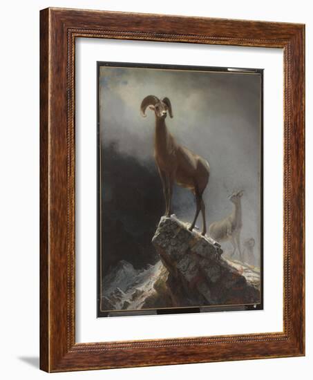 Rocky Mountain Sheep or Big Horn, Ovis, Montana, C.1884 (Oil on Canvas Tacked over Panel)-Albert Bierstadt-Framed Giclee Print